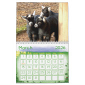 Pygmäenziegen-Babys Kalender (Mär 2026)