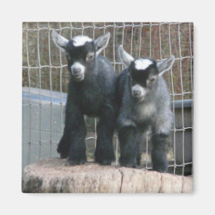 Pygmäenziegen-Babys Magnet