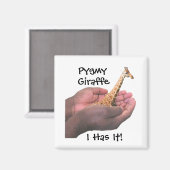 Pygmy Giraffe Magnet (Vorderseite/Rückseite)