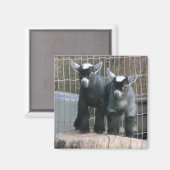 Pygmy Goat Babies Magnet (Vorderseite/Rückseite)