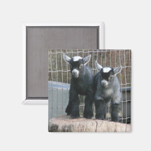 Pygmy Goat Babies Magnet (Vorderseite/Rückseite)