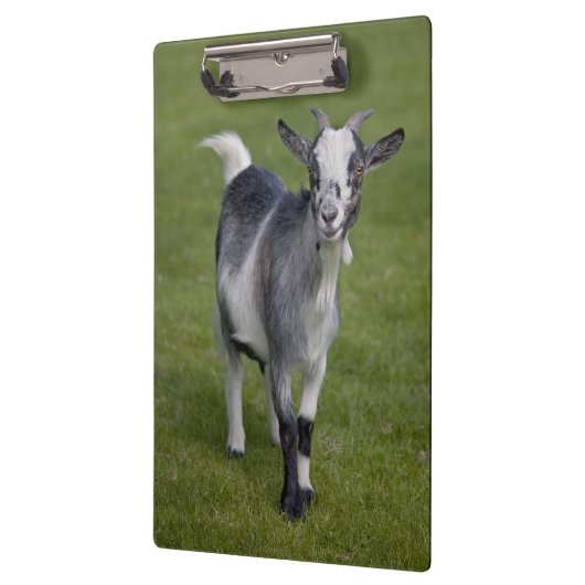 Pygmy Goat Clipboard Klemmbrett (Links)