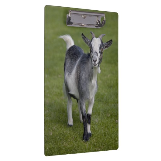 Pygmy Goat Clipboard Klemmbrett (Rechts)