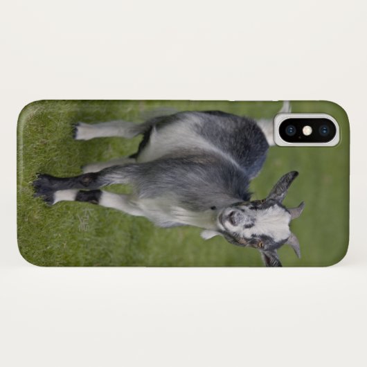 Pygmy Goat iPhone X Case (Rückseite (Horizontal))