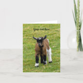 Pygmy Goat Kid Grußkarte Karte (Vorderseite)