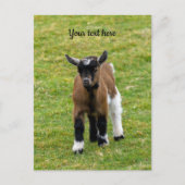 Pygmy Goat Kid Postkarte (Vorderseite)