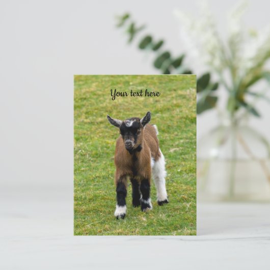 Pygmy Goat Kid Postkarte (Stehend Vorderseite)