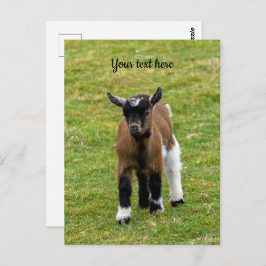 Pygmy Goat Kid Postkarte (Vorne/Hinten)