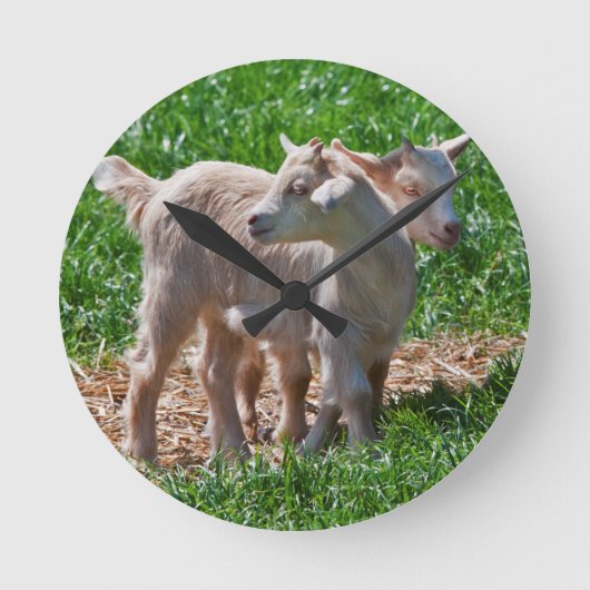 Pygmy Goat Kids Clock Runde Wanduhr (Vorderseite)