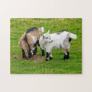Pygmy Goat Kids Jigsaw Puzzle