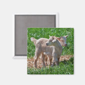 Pygmy Goat Kids Magnet (Vorderseite/Rückseite)