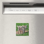 Pygmy Goat Kids Magnet (In Situ (Geschirrspüler))