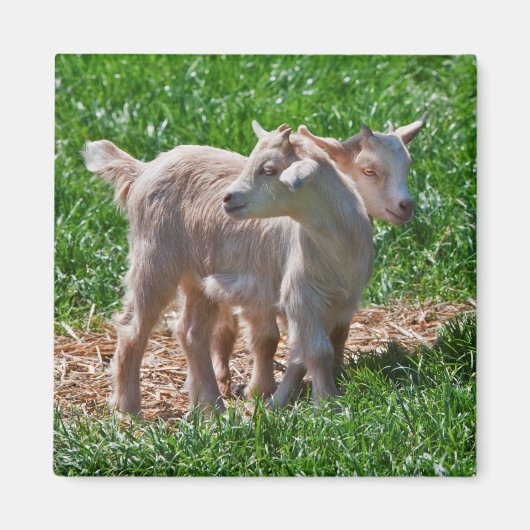 Pygmy Goat Kids Magnet (Vorne)