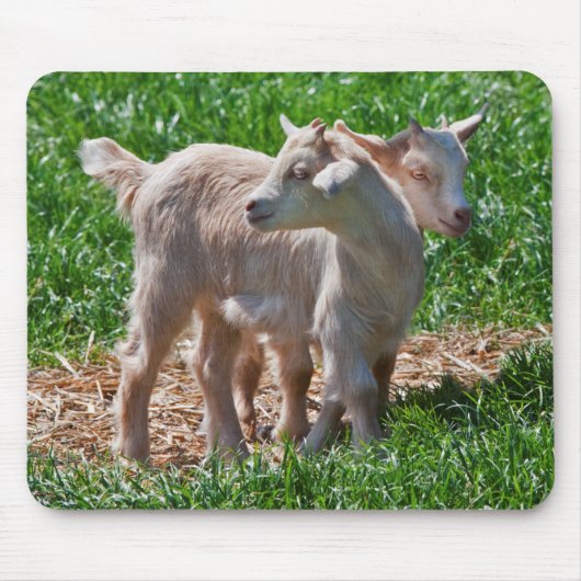 Pygmy Goat Kids Mousemat Mousepad (Vorne)