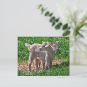 Pygmy Goat Kids Postcard Postkarte (Stehend Vorderseite)