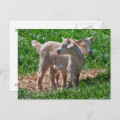 Pygmy Goat Kids Postcard Postkarte (Vorne/Hinten)
