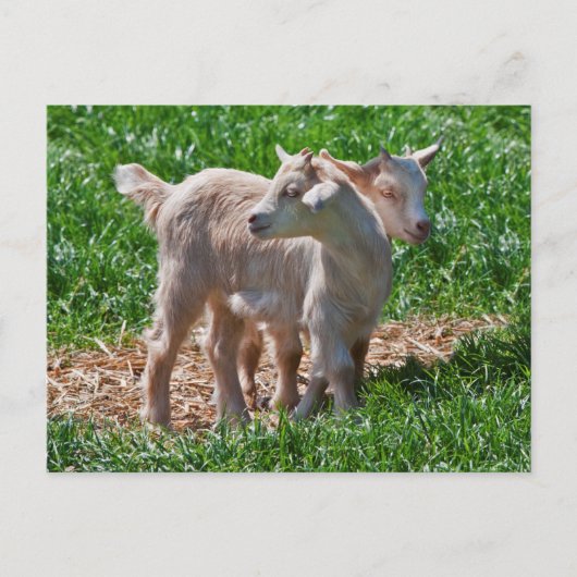 Pygmy Goat Kids Postcard Postkarte (Vorderseite)