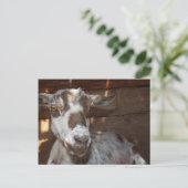 Pygmy Goat Postcard Postkarte (Stehend Vorderseite)
