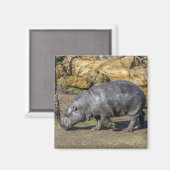 Pygmy Hippo Kühlschrankmagnet (Vorderseite/Rückseite)