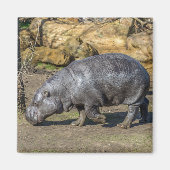 Pygmy Hippo Kühlschrankmagnet (Vorne)