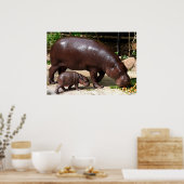 Pygmy Hippo Pair Hippopotamus Portrait Poster (Küche)
