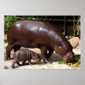 Pygmy Hippo Pair Hippopotamus Portrait Poster (Vorne)