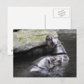 Pygmy Hippo Postcard Postkarte (Vorne/Hinten)