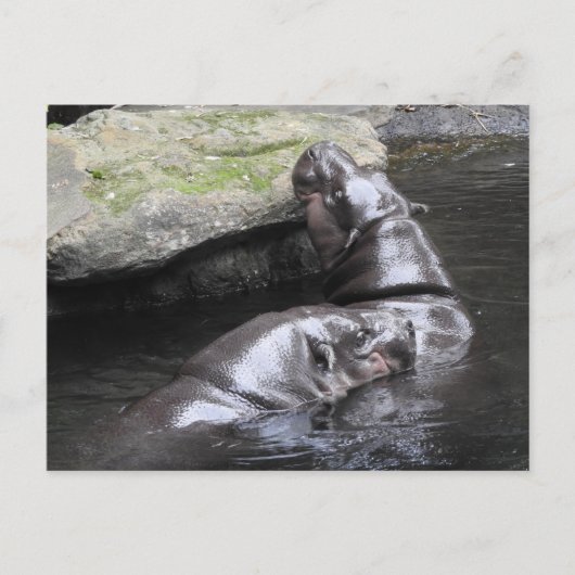 Pygmy Hippo Postcard Postkarte (Vorderseite)