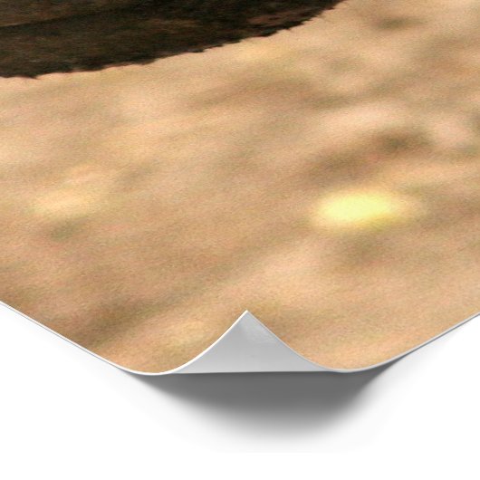 Pygmy Hippo Poster (Ecke)