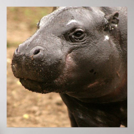 Pygmy Hippo Poster (Vorne)