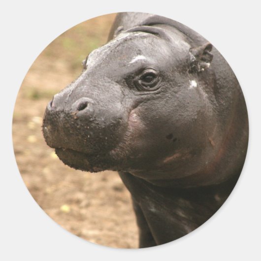 Pygmy Hippo Sticker (Vorderseite)