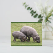 Pygmy Hippos Postcard Postkarte (Stehend Vorderseite)