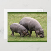 Pygmy Hippos Postcard Postkarte (Vorne/Hinten)