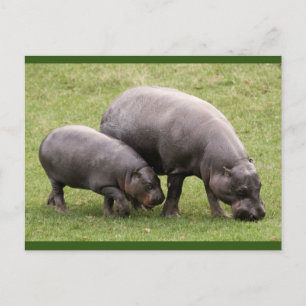 Pygmy Hippos Postcard Postkarte