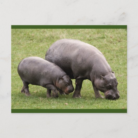 Pygmy Hippos Postcard Postkarte (Vorderseite)
