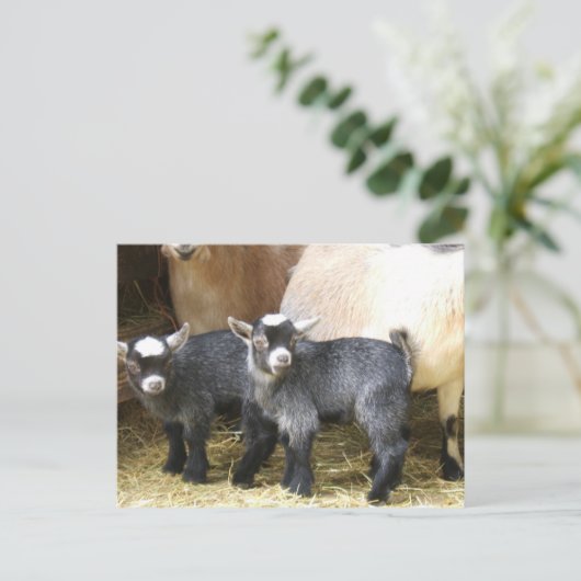 Pygmy Kids Postkarte (Stehend Vorderseite)