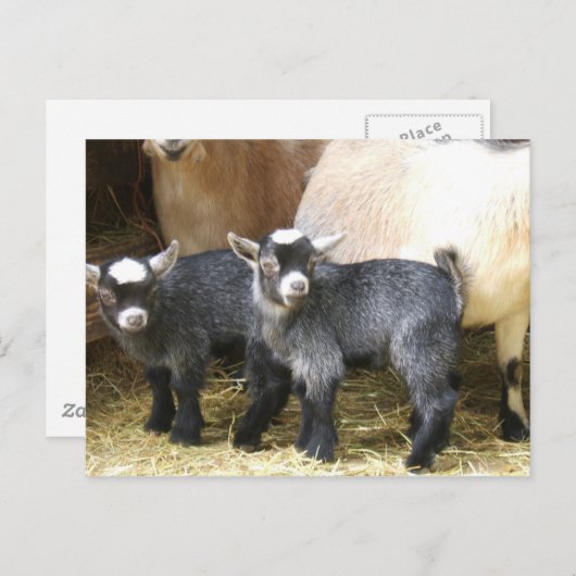 Pygmy Kids Postkarte (Vorne/Hinten)