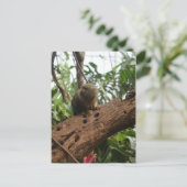 Pygmy Marmoset # 2 Postkarte (Stehend Vorderseite)