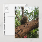 Pygmy Marmoset # 2 Postkarte (Vorne/Hinten)