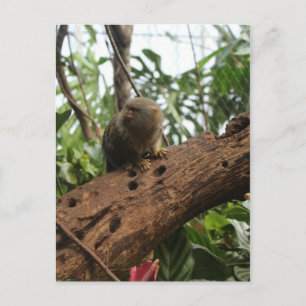 Pygmy Marmoset # 2 Postkarte