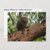 Pygmy Marmoset # 3 Postkarte (Vorne/Hinten)