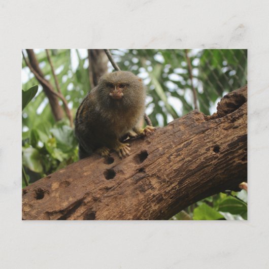 Pygmy Marmoset # 3 Postkarte (Vorderseite)