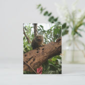 Pygmy Marmoset # 4 Postkarte (Stehend Vorderseite)