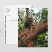 Pygmy Marmoset # 4 Postkarte (Vorne/Hinten)