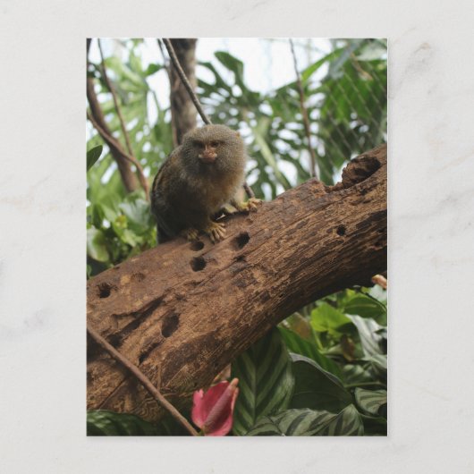 Pygmy Marmoset # 4 Postkarte (Vorderseite)