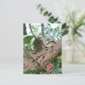 Pygmy Marmoset # 8 Postkarte (Stehend Vorderseite)