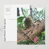 Pygmy Marmoset # 8 Postkarte (Vorne/Hinten)