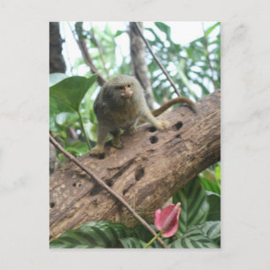 Pygmy Marmoset # 8 Postkarte