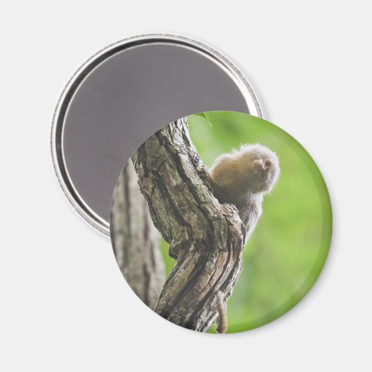 Pygmy Marmoset Magnet (Vorderseite/Rückseite)