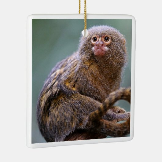 Pygmy Marmoset Ornament (Rechts)